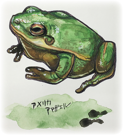 かえるの画像、模写ですが…